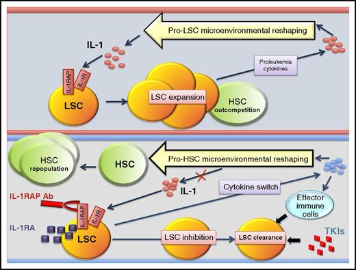 LSCs but not HSCs exploit IL-1 signaling in the CML BM microenvironment. Increased IL-1 levels and IL-1R1 and IL-1RAP overexpression confer a selective advantage on LSCs over HSCs in the leukemic BM microenvironment. Targeting of IL-1 signaling via antibody and antagonist (IL-1RA) therapy eliminates the proliferative advantage, reshapes the microenvironment, and favors elimination of LSCs by effector cells and TKIs. Ab, antibody; TKIs, tyrosine kinase inhibitors.