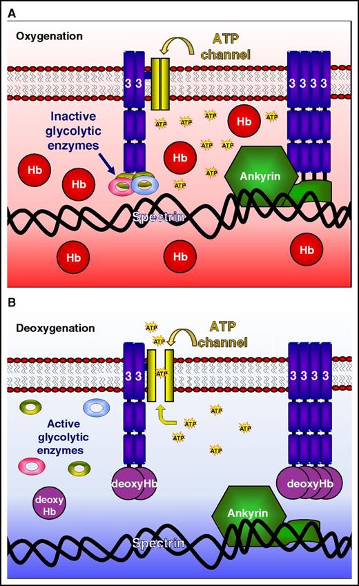The molecular switch regulating oxygen-dependent red cell properties. (A) Oxygenated Hb has a lower affinity for band 3, so that glycolytic enzymes and ankyrin remain strongly bound and the ATP release channel is closed. (B) On deoxygenation, Hb has a higher affinity for band 3, displacing glycolytic enzymes and ankyrin and opening the ATP release channel. Glycolysis is stimulated, the cytoskeleton weakens, and ATP is released. The conformational change of Hb on transition from oxygenated to deoxygenated states, via reversible band 3 binding, therefore represents the molecular switch regulating red cell properties. Figure provided by Haiyan Chu and Philip S. Low.