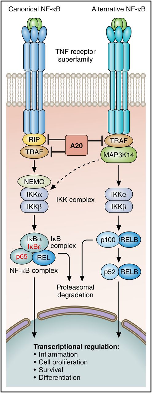 NF-κB signaling in PMBL. Professional illustration by Patrick Lane, ScEYEnce Studios.