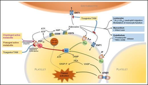 Actions of ticagrelor, prasugrel, and clopidogrel mediated by P2Y12 and adenosine. Ticagrelor acts directly and via an active metabolite (TAM) with both noncompetitive antagonism of activation by ADP and inverse agonism at P2Y12. In addition, ticagrelor and TAM weakly inhibit ENT1 leading to increased extracellular adenosine that acts via adenosine receptors such as A1 and A2A receptors, the latter mediating platelet inhibition. The prodrugs prasugrel and clopidogrel produce active metabolites that bind irreversibly to P2Y12 with noncompetitive antagonism of ADP binding. Adenosine triphosphate (ATP) and ADP released from platelet dense granules are degraded to adenosine via platelet surface CD39 (ectonucleoside triphosphate diphosphohydrolase-1) and CD73 (5′-nucleotidase). Activation of P2Y12 by ADP leads to activation of the Gαi and inhibition of adenylate cyclase (AC) with consequent fall in cyclic adenosine monophosphate (cAMP), which leads to reduced activity of protein kinase A (PKA) and consequent phosphorylation of VASP (VASP-P). Conversely, activation of A2A receptors by adenosine and prostacyclin receptor (IP) by endothelium-derived prostacyclin leads to activation of the stimulatory G protein α subunit (Gαs) and activation of AC. The balance of platelet activation and its inhibition regulated via AC and other intracellular signaling pathways modulates the affinity of glycoprotein IIb/IIIa complex (αIIbβ3) for fibrinogen and consequent platelet-platelet aggregation.