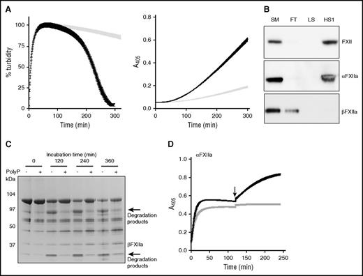 Figure 2. PolyP70 stimulates FXII activation and modulates its plasminogen activator function. (A) PolyP induces autoactivation of FXII. Left: Clots were formed with 3.8 μM fibrinogen, 0.24 μM Glu-plasminogen, and 200 nM FXII in the absence (gray) or presence (black) of 140 μM polyP70. Clotting was initiated with 0.25 U/mL of thrombin and 10 mM CaCl2, and subsequent lysis was monitored at 405 nm. Mean data ± SEM are expressed as percentage turbidity (n = 3; P < .0001). Right: FXII (200 nM) and Glu-plasminogen (200 nM) were incubated in the absence (gray) or presence (black) of 140 μM polyP70, and plasmin activity was detected using S2251. Data represent mean ± SEM (n = 3; P < .0001). (B) PolyP binds to FXII and αFXIIa. FXII, αFXIIa, or βFXIIa (5 μg) were run through columns containing Sepabeads coated with polyP70 before collecting the flow-through fraction (FT), low-salt wash (LS; 50 mM NaCl), and high-salt wash (HS1; 1 M NaCl) and comparing with starting material (SM). Protein was detected by western blotting with an antibody to FXII. Image is representative of 3 separate experiments. (C) PolyP protects αFXIIa from autodegradation. αFXIIa (5 μg) was incubated with or without polyP70 (100 μg) before resolving on 4% to 12% Bis-Tris gels under nonreducing conditions. Data shown are representative of 3 separate experiments. (D) PolyP preserves αFXIIa activity. αFXIIa (50 nM) activity was analyzed using S2302 in the absence (gray) or presence (black) of 70 μM polyP70. After 2 hours, additional S2302 substrate was added to the reaction (arrow) and readings continued for a further 2 hours. Data represent mean ± SEM (n = 3).
