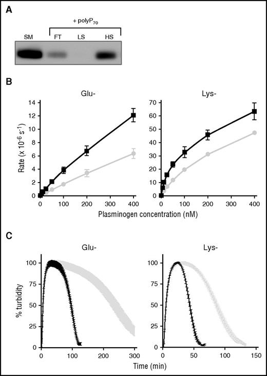 Figure 3. αFXIIa enhances activation of Glu and Lys forms of plasminogen. (A) Binding of polyP70 plasminogen was analyzed by running Glu-plasminogen through columns containing Sepabeads coated with polyP70 before collecting the flow-through fraction (FT), low-salt wash (LS; 50 mM NaCl), and high-salt wash (HS; 1 M NaCl) and comparing with starting material (SM). Protein was detected by western blotting with an antibody to plasminogen. Image is representative of 3 separate experiments. (B) The rate of plasmin generation by αFXIIa (200 nM) in the presence (black line) or absence (gray line) of polyP70 (70 μM) was quantified for Glu-plasminogen (left; P < .05) and Lys-plasminogen (right; P < .01). Data are expressed as mean ± standard deviation (n = 3). (C) Fibrin clots were formed with fibrinogen (3.8 μM), αFXIIa (200 nM), and Glu-plasminogen (left) or Lys-plasminogen (right), in the absence (gray) or presence (black) of polyP70 (70 μM). Clotting was initiated with thrombin (0.25 U/mL) and CaCl2 (10 mM), and lysis was monitored at 405 nm. Mean data ± SEM are expressed as percentage turbidity (n = 3; P < .0001). Note the different scales on the Lys-plasminogen plot compared with Glu-plasminogen, due to the different rates of activation of the isoforms of plasminogen.