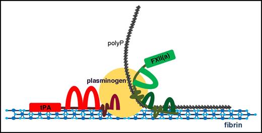 Figure 7. Interaction of αFXII(a), plasminogen, polyp, and fibrin. Depiction of the potential template interactions among αFXII(a), plasminogen, and polyP on polymerized fibrin. Fibrin forms the initial network and acts as a template for both tPA- and FXIIa-mediated fibrinolysis due to its capacity to bind FXII(a), polyP, plasminogen, and tPA. PolyP binds to fibrin, αFXII(a), and plasminogen, potentially acting as an anchor to reinforce the association among these proteins. When αFXII(a) is bound to fibrin and polyP, its activation and plasminogen-activator activity is enhanced, facilitating plasmin generation on fibrin and subsequent degradation of the network. The cofactor capacity of fibrin in the stimulation of tPA-mediated plasminogen activation is well documented. Binding of the aFXIIa-polyP70 complex may to further facilitate plasminogen activation on the fibrin surface to accelerate fibrinolysis.