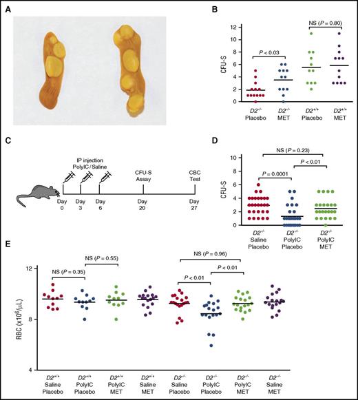 Figure 3. Metformin administration improves the function of FA bone marrow cells. (A) Representative pictures of spleens analyzed in the CFU-S assay. (B) Statistical analysis of CFU-S assays. Forty thousand donor bone marrow cells were injected intravenously into each recipient mouse. Data represent 3 or 4 donors in each group of mice, with 2 to 4 recipients for each donor. (C) Schematic chart to show the procedures of poly(I:C) experiments. Three-month-old mice were injected intraperitoneally with either poly(I:C) or saline at 8 mg/kg body weight. The mice were harvested either 2 weeks (for CFU-S assay) or 3 weeks (for CBC analysis) after the completion of poly(I:C) treatment. (D) Statistical analysis of CFU-S assays after poly(I:C) administration. Data represent 8 or 9 donors in each group of mice, with 2 to 4 recipients for each donor. Total recipients in each group ranged from 23 to 28 mice. (E) Statistical analysis of CBC tests after poly(I:C) administration. Data are pooled results from 11 to 17 mice each group for wild-type mice and 18 to 19 mice each group for Fancd2−/− mice.