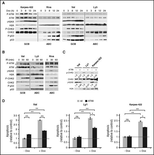 Figure 1. DDR plays a major role in Dox-triggered cytotoxicity in GCB-DLBCL, but not ABC-DLBCL, cell lines. (A) Immunoblot analysis of DDR markers during a 24-hour Dox treatment course in cell lines representing the GCB (Val and Karpas-422) and ABC (Ly3 and Riva) subtypes. (B) Immunoblot analysis of DDR markers in response to ionizing radiation (IR; 1.4 Gy/min) at the indicated points in 1 representative GCB (Val) and 2 representative ABC (Ly3 and Riva) cell lines. In A and B, vertical gray lines demarcate samples from different cell lines that were loaded on the same gel. >, a shorter ATM protein that is likely a degradation product of ATM.56 CHK2 and H2AX phosphorylation (C) and apoptosis (D) after a 20-hour Dox treatment with or without a 1-hour preincubation with the ATM inhibitor (ATMi), KU-55933. Results shown in the bar graphs are mean ± SD and are representative of 2 independent experiments. Two-tailed Student t test was used for pairwise comparison as indicated. *P < .05; **P < .01; ns, not significant. nil, vehicle control. Dotted horizontal lines mark the basal level of apoptosis in untreated samples.