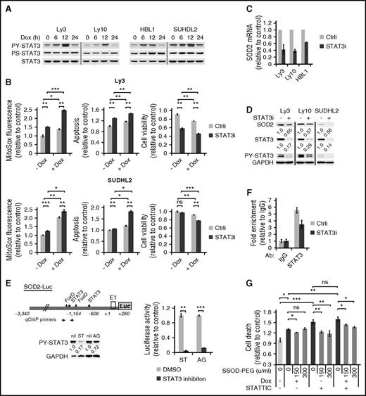 Figure 5. STAT3 confers chemoresistance to ABC-DLBCL cells by promoting a cellular antioxidant program. (A) Immunoblot analysis of PY705-STAT3 and PS727-STAT3 during a 24-hour Dox treatment course of 4 ABC-DLBCL cell lines. (B) The effect of STAT3 silencing on basal and Dox-induced ROS and cell viability change. Results from Ly3 and SUDHL2 cells were shown. ROS and cell viability measurements were made as in Figure 3. Cell viability was defined as the fraction of Annexin-neg/PI-neg cells. Forty-eight hours after transfection with either control (Ctrli) or STAT3-specific siRNA (STAT3i) oligos, changes in SOD2 mRNA (C) and protein (D) were examined by qPCR and immunoblot, respectively. (E) Luciferase reporter assay measuring the effects of inhibitors to STAT3 (10 μM STATTIC; ST) and Jak (20 μM AG490; AG) on the activity of a luciferase construct driven by the 3.6-kb human SOD2 promoter. SUDHL2 cells were used in transient transfections. (F) qChIP analysis was performed to measure in vivo binding of STAT3 to the SOD2 promoter region in Ly3 cells that were transfected with either Ctrli or STAT3i oligos. Signals enriched by STAT3 Abs were normalized to that from the control rabbit IgG. Results shown in B, C, and E are mean ± SD and representative of 2 independent experiments. *P < .05; **P < .01; ***P < .001, based on 2-tailed Student t test. (G) SOD-PEG can attenuate cell death associated with STAT3 inactivation. Ly 3 cells with or without STATTIC pretreatment were exposed to Dox. At 4 and 19 hours into the Dox treatment, aliquots of the samples were treated with SOD-PEG at 75 or 150 U/mL. Cell death was defined as the proportion of all Annexin V+ cells at 24 hours after Dox exposure.