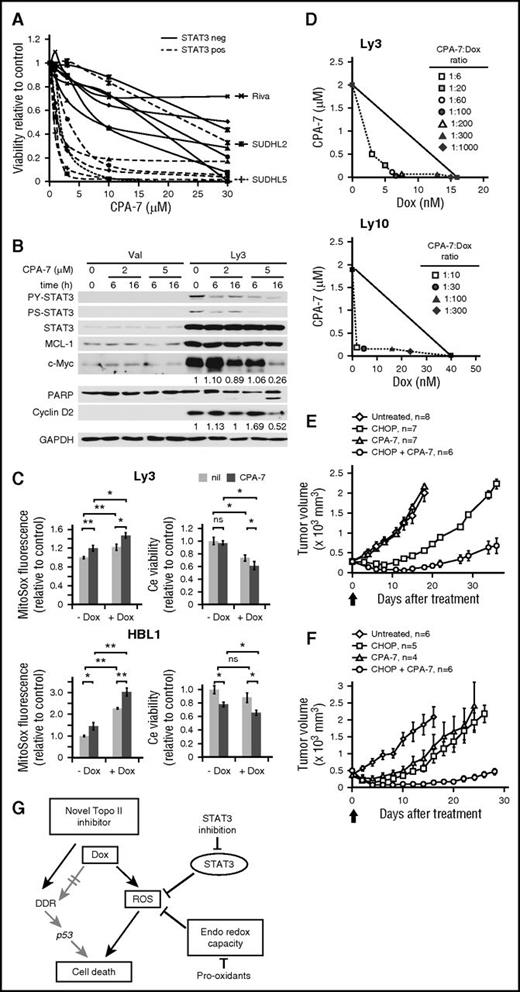 Figure 6. The STAT3 inhibitor, CPA-7, can synergize with Dox to kill ABC-DLBCL cells both in vitro and in vivo. (A) Toxicity of CPA-7 in 7 GCB and 7 ABC cell lines was measured by Resazurin-based viability assays. Although most of the ABC lines showed sensitivity to CPA-7 (IC50 ≤ 3 μM), the majority of the GCB lines fell into the resistant group (IC50 > 7 μM). The 3 outliers are individually labeled and discussed in the text. (B) CPA-7 treatment reduced PY-STAT3, c-Myc, and Cyclin D2 in a dose- and time-dependent manner in Ly3 cells. (C) The effect of CPA-7 on basal and Dox-induced ROS and cell viability change. Ly3 and HBL1 cells were pretreated with 0.3 and 1 μM of CPA-7, respectively, for 1 h before exposing to IC50 concentrations of Dox for 24 hours. ROS and cell viability measurements were made as in Figure 3. Results shown are mean ± SD and were representative of 3 independent experiments. *P < .05; **P < .01, based on 2-tailed Student t test was used. ns, not significant. nil, vehicle control. (D) Isobolograms for the combination of Dox with CPA-7 that were isoeffective (IC50) for inhibition of proliferation of Ly3 and Ly10 cells. The diagonal line indicates the zero interaction isobole. Cell viability was measured after drug treatment of 48 hours, using Resazurin-based assays. Results are representative of 3 independent experiments. CPA-7 (3.5 mg/kg) synergized with CHOP to kill established Ly3 (E) and Ly10 (F) tumors in xenograft mouse models. Results presented are mean tumor volumes with error bars indicating standard error of the mean. Compared with CHOP or CPA-7 monotherapy, CHOP/CPA-7 combination showed significant activity (P <. 05, 2-tailed Student t test) at all points after day 6 post the single treatment on day 0, marked by the thick arrow. (G) Model depicting Dox-triggered mechanism of cytotoxicity in ABC-DLBCLs. Specifically, Dox is often inefficient in activating the DDR-p53-cell death axis; instead, it relies on ROS accumulation to cause oxidative cell death, a process that is countered by activated STAT3 and the endogenous antioxidant program. PARP, poly(ADP-ribose) polymerase 1.