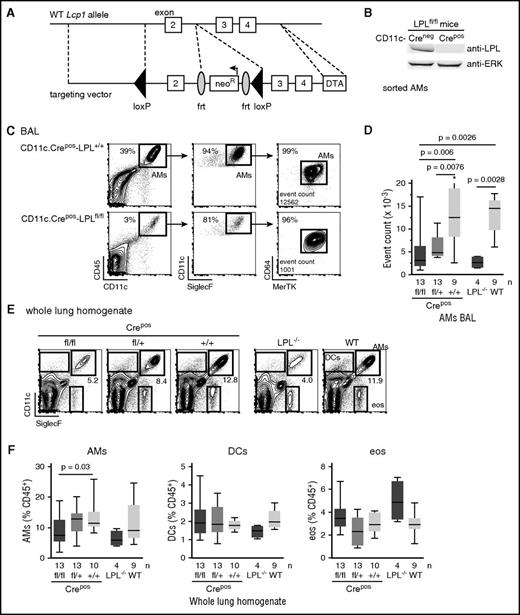 Figure 1. Reduced alveolar macrophages in CD11c.Crepos -LPLfl/fl and CD11.Cre+ -LPLfl/+ mice. (A) Vector design for generation of conditional allele of LPL, encoded by gene Lcp1. A conditional allele was generated by flanking exon 2 of the gene encoding LPL, Lcp1, with loxP sequences. Exon 2 includes the ATG start site and was targeted in the generation of the LPL−/− mice, in which expression of LPL is deleted in all cells.15 (B) Confirmation of deletion of LPL from CD11c+ alveolar macrophages sorted from adult CD11c.Crepos-LPLfl/fl mice, with alveolar macrophages derived from CD11c.Creneg-LPLfl/fl mice shown as control. (C) Representative flow cytometry of CD45+ singlets from the BAL fluid from mice of indicated genotypes. Alveolar macrophages identified as CD11c+SiglecF+ cells, confirmed as macrophages by the expression of the pan-macrophage markers CD64 and MerTK. Percentage of alveolar macrophages shown in upper right corners of flow plots and event count of cells identified as alveolar macrophages given in last panels. (D) Quantification of number of alveolar macrophages in recovered BAL fluid. Data from 4 independent experiments; n given below graphs. *One outlier value of 89 070 not shown on graph but included in statistical analysis. Exclusion of this outlier does not alter the statistical significance of differences between indicated groups. (E) Representative flow cytometry of whole lung homogenates from mice of the indicated genotypes. (F) Percentage of CD45+ cells that were alveolar macrophages (AMs), dendritic cells (DCs), or eosinophils (eos) obtained from whole lung homogenates from mice of indicated genotypes.