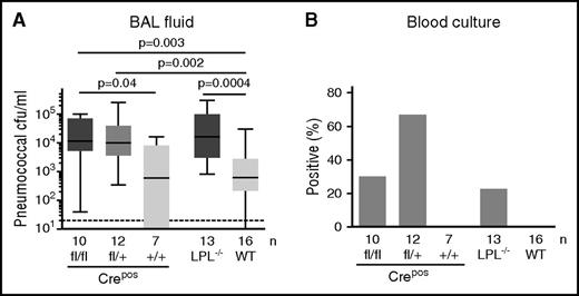 Figure 2. Impaired pneumococcal clearance and increased pneumococcal dissemination in CD11c.Crepos -LPLfl/fl and CD11c.Crepos -LPLfl/+ mice. (A) Mice of indicated genotypes were challenged via intratracheal injection of 5 × 104 colony-forming units (cfu) of S pneumoniae serotype 3. After 24 hours, bacterial colony-forming units in harvested BAL fluid were determined by serial dilution. Number of mice shown along the x-axis; data combined from at least 3 independent experiments. (B) Percentage of mice with positive blood cultures following pulmonary pneumococcal infection.