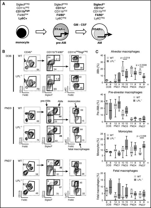 Figure 3. Transition from prealveolar macrophage intermediate to mature alveolar macrophage requires LPL. (A) During embryogenesis, fetal macrophages (not shown) derived from yolk-sac precursors are present in lung tissue. Around embryonic day 16, fetal monocytes migrate from the fetal liver to seed the lungs, presumably via the bloodstream.10,11 During the final days of fetal development, these monocytes downregulate Ly6C and upregulate CD11c, leading to their designation as prealveolar macrophages. Following birth, prealveolar macrophages upregulate SiglecF and are then identified as mature alveolar macrophages, which appear in the alveolar space around PND1.10 (B) Representative flow cytometry demonstrating gating scheme to identify fetal macrophages, fetal monocytes, prealveolar macrophages, and mature alveolar macrophages. Whole lung homogenates from WT or LPL−/− neonatal mice at indicated ages are shown. Percentages of each gate are given within each flow plot. Flow cytometric gates for each experiment were established using samples obtained from contemporaneous adult WT control animals (supplemental Figure 3A). (C) Quantification of percentage of CD45+ cells that were mature alveolar macrophages, prealveolar macrophages, fetal monocytes, or fetal macrophages from whole lung homogenates isolated from WT or LPL−/− pups. Age indicated as DOB, PND. Data for each age combined from at least 2 independent experiments; n of each sample given on the x-axis.