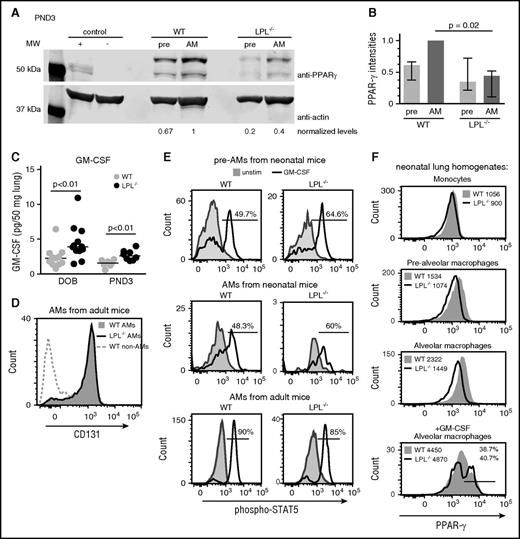 Figure 4. Developing alveolar macrophages in LPL−/− pups do not upregulate PPAR-γ despite abundant GM-CSF. (A) Representative immunoblot of PPAR-γ from prealveolar macrophages and alveolar macrophages sorted from whole lung homogenates of WT and LPL−/− neonatal (PND3) pups. Both PPAR-γ1 and PPAR-γ2 were detected in prealveolar macrophages and alveolar macrophages, although only PPAR-γ1 is found in the activated peritoneal macrophages used as a positive control. Positive control contained lysate from thioglycollate-elicited peritoneal macrophages, and the negative control contained lysate from thioglycollate-elicited peritoneal macrophages from PPAR-γ-deficient animals. Immunoblot of actin used as loading control. Density of PPAR-γ band normalized first to actin, then to WT alveolar macrophage sample, set to “1.” (B) PPAR-γ levels (normalized) from 4 independent experiments. Bar shows median of 4 values with interquartile range. (C) GM-CSF concentrations, measured by enzyme-linked immunosorbent assay, from whole lung homogenates from WT (gray symbols) or LPL−/− (black symbols) neonatal pups. Data normalized to lung weight obtained prior to lysis. Each symbol represents data from 1 animal, line at median. Data from 3 independent experiments combined. (D) Flow cytometric analysis of CD131 on alveolar macrophages from BAL fluid from adult WT (filled gray histogram) and LPL−/− (solid line) mice. Cells that do not express CD131 shown as negative control (dotted gray line). Representative of at least 3 independent experiments. (E) Flow cytometric analysis of phospho-STAT5 in cells incubated for 15 minutes with (solid line) or without (filled gray histogram) GM-CSF. Prealveolar macrophages and alveolar macrophages from whole lung homogenates from WT and LPL−/− neonatal pups (PND1-2) and in alveolar macrophages from BAL fluid of adult WT and LPL−/− mice, defined by flow cytometric analysis as in Figure 3. Few fully mature alveolar macrophages were present in neonatal WT and LPL−/− pups. Percentage of cells positive for phospho-STAT5 given in each histogram. Representative of 2 independent experiments. (F) Intracellular flow cytometric analysis of PPAR-γ expression in cells from whole lung homogenates of WT and LPL−/− neonatal pups (PND1-3), with cell types defined as in supplemental Figure 3C. Median fluorescence intensity of each histogram is given. In lowest panel, cells were incubated overnight in vitro with GM-CSF (20 ng/mL); percentage and median fluorescence intensity of cells with upregulated PPAR- γ are given. Representative of 2 independent experiments. MW, molecular weight.