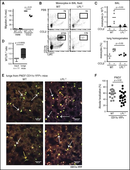 Figure 5. Monocyte trafficking into alveoli requires LPL. (A) Monocytes isolated from the bone marrow of WT (light gray circles) and LPL−/− (black circles) mice were allowed to migrate across Transwell inserts for 90 minutes. The percentage of migrated cells was normalized to the maximum migration of WT monocytes stimulated with CCL2 (10 ng/mL) within each experiment. Averages from duplicate samples from 3 independent experiments shown; P < .01 by Student t test. (B) Representative flow cytometry of BAL fluid harvested 24 hours after intratracheal CCL2 challenge of adult WT and LPL−/− mice. Neutrophils and alveolar macrophages excluded using Ly6G and SiglecF, respectively. Monocytes identified as CD45+CD11b+Ly6C+ cells. Total number of cells in BAL fluid shown in the upper right corner; the entire BAL sample was acquired to enumerate cells. (C) Quantification of total number of monocytes recovered from BAL fluid and percentages of monocytes in whole lung homogenates from adult WT (gray circles) or LPL−/− (black circles) mice challenged with intratracheal injection of CCL2 (or PBS control). Each symbol represents data from 1 animal; data from 2 independent experiments. (D) Ratio of WT to LPL−/− monocytes isolated from adult animals, mixed and cotransferred via retro-orbital injection into WT neonatal mice and recovered 1 day following CCL2 intranasal challenge. Input ratio is used as the control. Data combined from 14 recipient mice in 3 independent experiments. (E) Examples of images acquired via 2PM of cleared lungs from PND7 CD11c.YFP+-WT or CD11c.YFP+-LPL−/− pups. PND7 mice were the smallest pups that could be consistently thoroughly perfused. CD11c+ prealveolar macrophages or alveolar macrophages were easily distinguished as round, YFP+ (green/yellow) cells (white arrows) from the thin and flat dendritic cells (yellow arrows). CD11c+ cells were also readily distinguished from many smaller, intensely autofluorescent bodies of unclear etiology located entirely within the lung parenchyma, which were found in lungs of both CD11c.YFP+-WT and CD11c.YFP+-LPL−/− pups and may be artifact from the clearing process. Brightness and contrast were adjusted using ImageJ for display in print. Images representative of randomly selected fields from lungs of 9 CD11c.YFP+-WT and 9 CD11c.YFP+-LPL−/− pups from 2 independent experiments. Scale bar represents 50 μM. (F) Percentage of round CD11c+ cells localized entirely within alveoli as determined by a blinded observer who scored Z-stacks from randomly selected fields from CD11c.YFP+-WT (gray circles) and CD11c.YFP+-LPL−/− (black circles) pups. Data combined from 2 independent experiments.