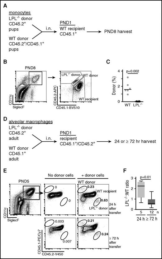 Figure 6. LPL is required for engraftment into the alveolar space. (A) Schematic of competitive transfer experiment. Fetal monocytes were sorted from the lungs of congenically marked WT (CD45.1+/CD45.2+) and LPL−/− (CD45.2+) neonatal pups. Precursors were mixed in equal proportions and transferred by intranasal (i.n.) administration into congenically marked WT (CD45.1+) neonatal pup recipients. Neonatal pups were employed as donors and recipients so as to evaluate engraftment and alveolar macrophage generation during the physiologically relevant developmental window. After 1 week, lungs were harvested and analyzed for alveolar macrophages derived from donor monocytes. (B) Representative flow cytometry from 1 recipient pup, demonstrating gating for mature alveolar macrophages and determination of origin. Flow cytometry plots showing controls for gating of CD45.1, CD45.2, and CD45.1/CD45.2 populations shown in supplemental Figure 2. (C) Percentage of alveolar macrophages derived from either WT (gray circles) or LPL−/− (black circles) donor pups. Each symbol represents data from 1 recipient animal from 2 independent experiments. (D) Schematic of competitive transfer experiment in which alveolar macrophages were isolated from BAL fluid of congenically marked adult WT and LPL−/− mice, mixed and coinjected intranasally into marked recipient PND1 pups. After 24 or ≥72 hours, lungs were harvested and analyzed for alveolar macrophages derived from donor mice. (E) Representative flow cytometric analysis of a recipient pup to evaluate presence of donor alveolar macrophages. As neonatal development of alveolar macrophages was actively ongoing in recipients, the proportion of transferred alveolar macrophages was low. (F) Ratios of LPL−/−-derived:WT-derived alveolar macrophages recovered from recipient pups at the indicated times after adoptive transfer. We delivered more alveolar macrophages from LPL−/− mice to ensure detection of LPL−/−-derived cells after 24 hours.