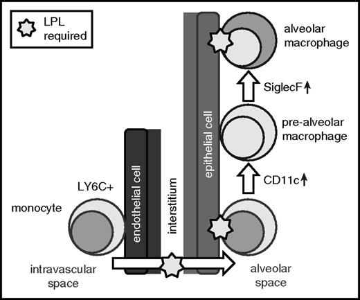 Figure 8. LPL is required for the generation of alveolar macrophages and supports transmigration of cells into alveoli and retention within the alveolar microenvironment. Our data suggest a model in which LPL is required for transmigration of alveolar macrophage precursors into the alveoli during development. Our data also show that LPL is required for engraftment of monocytes and/or mature alveolar macrophages into alveoli.