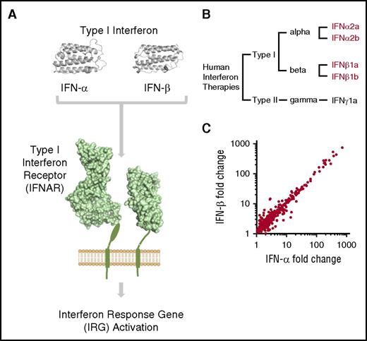 Figure 2. TMA is associated with all type I IFN subtypes in clinical use. (A) An overview of type I IFN signaling. IFN-α and IFN-β act via the transmembrane IFNAR, leading to widespread upregulation of IRGs (three-dimensional protein models rendered using PyMOL Molecular Graphics System, version 1.8.2.2, Schrödinger LLC, with protein data obtained from the Protein Data Bank,43 http://www.rcsb.org). (B) Dendrogram of human recombinant IFN subtypes in clinical use. Recombinant type I IFN proteins associated with TMA highlighted in red (see supplemental Figure 1 for full details). (C) Comparison of the transcriptomic response of HUVECs to human IFN-α and IFN-β.14 The transcriptional response of HUVECs to both type I IFN subtypes is highly correlated (r = 0.97; genes with fold-change >1 shown).