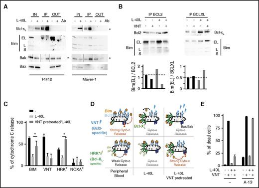Figure 4. Microenvironment-dependent upregulation of Bcl-xL mediates loss of priming. (A) Bcl-xL immunoprecipitation in primary MCL cells (Pt 12) and Maver-1 cells cocultured or not on L-40L+Ck. The lysate (IN), immunoprecipitates (IP), and IP supernatants (OUT) were analyzed by immunoblotting for the indicated proteins. *Highlights different exposure for IP and IN/OUT. (B) Bcl-2 and Bcl-xL immunoprecipitation in Maver-1 cells cocultured or not on L-40L with or without VNT (3 hours, 50 nM) pretreatment. Lower, Quantification of protein level. (C) BH3-profiling of Maver-1 cells cultured as in panel B and performed as described in “Methods.” Values are the mean of 3 independent experiments. (D) Schematic representation of how microenvironment-dependent upregulation of Bcl-xL mediates loss of priming. (E) Maver-1 cells cultured or not on L-40L with or without VNT (50 nM) and Bcl-xL mimetic A1331852 (0.5 µM). Cell death was assessed using annexin-V staining. Values are the mean of 3 independent experiments.