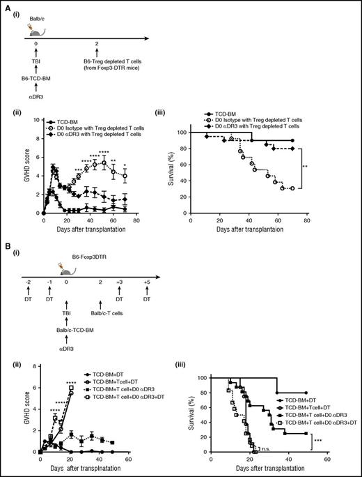 Figure 7. The efficacy of prophylactic treatment with DR3 activation is dependent on recipient-derived Treg. (A) TCD-BM from WT B6 mice were transplanted into lethally irradiated Balb/c recipients on day 0, and Treg-depleted T cells from B6-Foxp3DTR mice (1 × 106/animal) were injected on day 2 after transplant. For preparation of Treg-depleted T cells, DT (1 μg/animal) was administered to donors on days −2 and −1. αDR3 or isotype control Ab was injected into recipient mice on day 0. (i) Experimental scheme. GVHD score (ii) and survival curve (iii) are shown (n = 10 in TCD-BM; n = 13 in D0 isotype with Treg-depleted T cells; and n = 20 in D0 αDR3 with Treg-depleted T cells; *P < .05; **P < .01; ***P < .001; ****P < .0001). (B) TCD-BM from WT Balb/c mice were transplanted into lethally irradiated B6-Foxp3DTR mice on day 0, and T cells from Balb/c mice were injected on day 2 after transplant. For recipient-derived Treg depletion, DT was injected into recipient mice on days −2, −1, +3, and +5. αDR3 or isotype control Ab was administered to recipient mice on day 0. (i) Experimental scheme. GVHD score (ii) and survival curve (iii) are shown (n = 6 in TCD-BM + D; n = 8 in TCD-BM + T cell + DT; n = 17 in TCD-BM + T cell + D0 αDR3; and n = 12 in TCD-BM + T cell + D0 αDR3 + DT; n.s = not significant; ***P < .001; ****P < .0001).