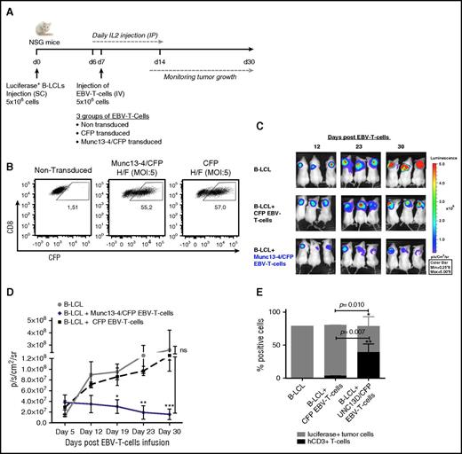 Figure 2. Adoptive transfer of Munc13-4–corrected EBV-specific T cells induces the regression of EBV B-cell lymphoma in NSG mice. (A) Experimental design for the xenograft NSG mouse model. The experiment was performed with PBMCs from P5 (an EBV-seropositive patient). N = 3 mice per group. (B) The dot plot represents the number of Munc13-4/CFP+ or CFP+ cells as a percentage of the CD8+-gated population 7 days after transduction. (C) Bioimmunoluminescence imaging using the IVIS in vivo imaging system (Xenogen; Caliper Life Sciences, Hopkinton, MA) for NSG mice bearing EBV B-cell lymphoma. EBV-T cells, EBV-specific cytotoxic T cells. (D) The time course of tumor growth. Photon emission from luciferase-positive tumor cells was quantified as the peak photons per second per cm2 per steradian (p/s/cm2/sr). Error bars represent the mean ± standard error of the mean (SEM). The P value was calculated in a 2-way analysis of variance with a Bonferroni posttest. (E) The percentage of human CD3+ (hCD3+) T cells and luciferase-expressing lymphoma cells in digested tumors, as measured by flow cytometry. The mean cell count ± SD is shown. The P value was calculated in an unpaired Student t test. *P < .05; **P < .01; ***P < .001. IP, intraperitoneal; SC, subcutaneous.