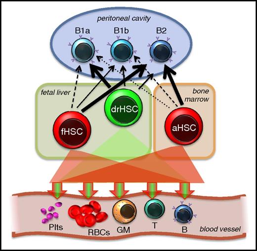 Figure 2. HSC contribution to B1a cells. All definitive HSCs, by definition, are capable of long-term multilineage contribution to the 5 main lineages of mature cells in adult recipients. Accumulating evidence converges on the concept that adult HSCs are poorer producers of B1a cells compared with fetal HSCs. Fetal HSC heterogeneity, which can be separated retrospectively by functional lineage bias classification,25 prospectively by surface markers24,26,32 or by lineage tracing,32 supports the notion that some fetal HSCs are more B1a competent than others and that transiently existing fetal HSCs account for most of the B1a capability. The HSC contribution to B1a cells emphasized here does not exclude the possibility that cells without robust engraftment capability (“pre-HSCs”) also contribute to the B1a pool. GM, granulocyte/macrophage; Plts, platelets; RBCs, red blood cells.