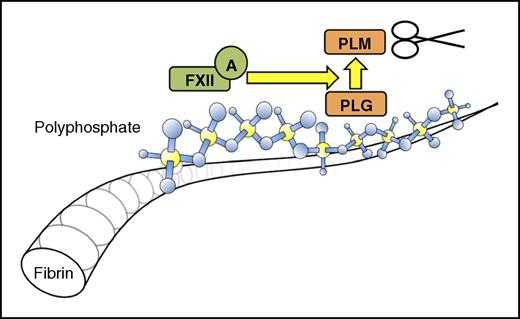 Intrinsic fibrinolysis when polyP associates with fibrin. FXII, factor XII; PLG, plasminogen; PLM, plasmin.