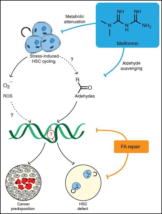 Treatment of a Fanconi mouse model with metformin partially suppresses cancer predisposition and rescues HSC defects. Under conditions of stress, HSCs are recruited into active cell cycling, leading to altered metabolism with the production of additional ROS and potentially an increase in aldehyde production. Metformin may have a metabolic effect on HSCs to reduce the production of these toxic molecules. Metformin can also react with aldehydes, directly rendering them inert and acting as a scavenger for excess aldehydes. Metformin leads to decreased levels of DNA damage circumventing the need for an intact Fanconi DNA repair pathway.
