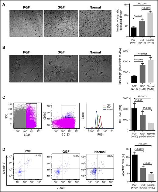 Figure 2. Impaired function of BM EPCs in PGF subjects compared with GGF subjects and normal controls. (A) Representative images (left) and quantification (right) of the transwell migration assays of cultivated BM EPCs at day 7 in culture (original magnification ×10). The numbers of migrated BM EPCs per field of view were compared among subjects with PGF, subjects with GGF, and normal controls. Three power fields were randomly counted and averaged per sample. (B) Representative images (left) and quantification (right) of tube formation (pixels of tubes per field of view) by cultivated BM EPCs at day 7 in culture (original magnification ×10). Three power fields were randomly counted and averaged per sample. (C) To detect the levels of intracellular ROS or apoptosis in precultivated BMMNCs, the BM EPCs demonstrating the typical expression of CD34, CD309, and CD133 were firstly gated by flow cytometry (left). Representative images (middle) and quantification (right) of intracellular ROS levels in the gated precultivated BM EPCs. (D) Representative images (left) and quantification (right) of the apoptosis in the gated precultivated BM EPCs. Data are expressed as the mean and SEM.