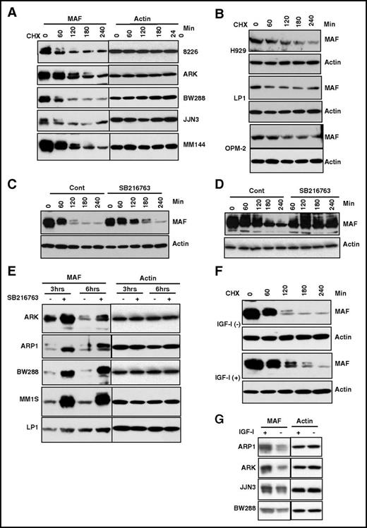 Figure 3. The degradation of MAF protein was abrogated by inhibition of GSK3β activity. HMCL cells harboring t(14;16) (A) or t(4;14) (B) were treated with 5 μg/mL CHX for indicated time points. MM144 (C), 8226 (D), or other HMCLs (E) were treated with or without SB216763 in the presence of CHX for indicated times. M144 cells (F) were cultured in serum-free medium for 16 hours and treated with or without 100 ng/mL IGF-1 for indicated times in the presence of 5 μg/mL CHX. A panel of MM cell lines (G) cultured in serum-free medium for 16 hours was treated with or without 100 ng/mL IGF-1 for 6 hours in the presence of CHX. Cell lysates were isolated and MAF protein levels determined. The anti-MAF antibody recognizes 2 bands, of which the upper band represents the phosphorylated form. An anti-β-actin was used to indicate protein loading for each cell line.