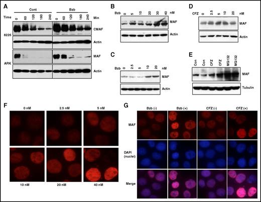 Figure 4. PIs induced accumulation of MAF protein in MM cells. 8226 and ARK (A) cells were treated with 20 nM Bzb in the presence of 5 μg/mL CHX for indicated times. APR1 (B,E), MM144 (C-D) were treated with serial concentrations of Bzb (B-C), CFZ (D), or with 20 nM CFZ or 10 μM MG132 (E) for 6 hours in the presence of CHX. Cell lysates were isolated and MAF protein analyzed. Anti-β-actin or anti-tubulin was used to indicate protein loading for each cell line. MM144 cells were treated with serial concentrations of Bzb for 12 hours; MAF nuclei and cytoplasm expression was determined by immunofluorescence staining (F). 8226 cells were treated with indicated concentrations (0 or 20 nM) of Bzb or CFZ for 12 hours. MAF nuclei and cytoplasm expression was determined by immunofluorescence staining with DAPI counterstaining (G). Images were taken with a fluorescent microscope and digital camera.