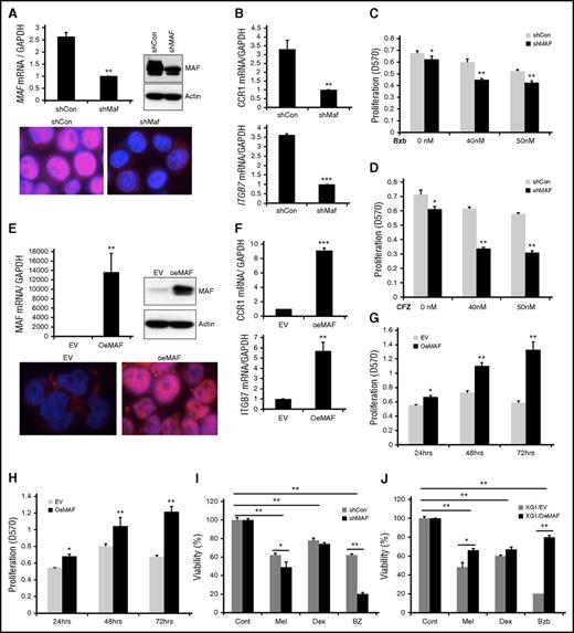 Figure 5. Manipulation of MAF expression led to alteration in sensitivity of MM cells to PIs. 8226 cells were infected with lentiviral containing shRNA specific to MAF gene (shMAF) or shRNA containing scramble sequences (shCon) for 48 hours. The level of MAF mRNA in shMAF and shCon cells was determined by RT-qPCR. Results are presented as mean ± SE (n = 3). **P < .01 for shMAF vs shCon. The level of MAF protein in whole-cell lysates was determined by immunoblotting analysis. MAF protein expression in both cytoplasm and nuclei of shMAF and shCon cells was analyzed by immunofluorescent staining (A). The mRNA levels of CCR1 and ITGB7 in shMAF and shCon cells were measured by RT-qPCR analysis (B). Results are presented as mean ± SE (n = 3). **P < .01 or ***P < .001 for shMaf vs shCon. shMAF and shCon cells were treated with the indicated concentrations of Bzb (C) or CFZ (D) for 48 hours, and proliferation measured by MTT assay. Results are presented as mean ± SE (n = 4). Data are representative of 3 separate experiments. *P < .01 vs control. ***P < .001 vs control. Total RNA was obtained from XG1EV and XG1OeMAF and the levels of MAF mRNA (E), ITGB7 and CCR1 (F) was determined by RT-qPCR analysis. Results are presented as mean ± SE (n=3). **P < 0 .01 or ***P < 0 .001 for XG1EV vs XG1OeMAF. The levels of MAF protein in whole-cell lysate or in the cytoplasm and nucleus were determined (E). XG1OeMAF and XG1EV cells were treated with 20 nM Bzb (G) or CFZ (H) for indicated time points, and proliferation measured by MTT assay. Results are presented as mean ± SE (n = 4). Data are representative of 3 separate experiments. *P < .01 vs control. **P < .001 vs control. 8226/shMAF and 8226/shCon (I) or XG1OeMAF and XG1EV (J) cells were treated with or without Mel (50 μM), Bzb (40 nM), or Dex (250 μM) for 24 hours. Cell viability was measured by MTT assay. Results are presented as the percentage of alive cells relative to untreated cells. Each experiment was repeated n = 6 and reported as the mean value ± standard deviation (SD). *P < 0 .01 shMAF vs shCon; **P < 0 .001 shMAF vs shCon; **P < 0 .001 untreated vs treated shCon or untreated vs treated shMAF (I) and *P < 0 .01 XG1OeMAF vs XG1EV; **P < 0 .001 XG1OeMAF vs XG1EV; **P < 0 .001 untreated vs treated XG1EV or untreated vs treated XG1OeMAF (J).