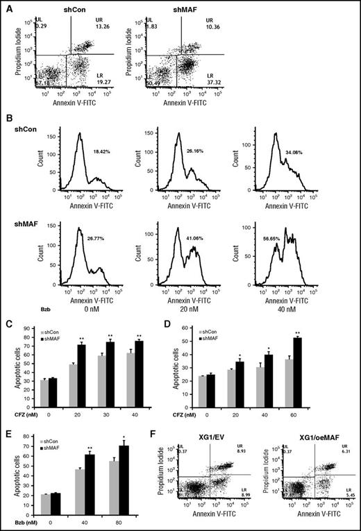 Figure 6. MAF protein prevents MM cells from PI-induced apoptosis. 8226/shCon (left) or 8226/shMAF (right) cells were treated with 30 nM Bzb for 16 hours, and then stained using Annexin V–FITC and propidium iodide and apoptotic cell numbers determined by flow cytometry analysis. The lower right (LR) area represents early apoptotic cells (Annexin V–FITC positive), the upper right (UR) area represents late apoptotic and/or necrotic cells (Annexin V–FITC and propidium iodide positive); the lower left area represents viable cells (unstained) (A). Apoptotic cell numbers in 8226/shCon or 8226 shMAF treated with indicated serial concentrations of Bzb for 16 hours were determined by Annexin V–FITC and propidium iodide staining and flow cytometry analysis. The data are shown by histogram analysis (B). The percentages of apoptotic cells in the presence of increasing concentrations of CFZ were determined by the same methods. Data are representative of 3 separate experiments. **P < .001 shMaF vs shCon. (C). Cells were cocultured with BM stromal cells and treated with indicated concentrations of CFZ (D) or Bzb (E) and apoptotic cells were analyzed as described in the description of panel A. Data are representative of 3 separate experiments. *P < .01 or **P < .001 shMAF vs shCon. XG1EV and XG1OeMAF cells were treated with 20 nM Bzb for 16 hours and apoptotic cells measured by Annexin V–FITC and PI staining, and flow cytometry analysis as described in the description of panel A (F).