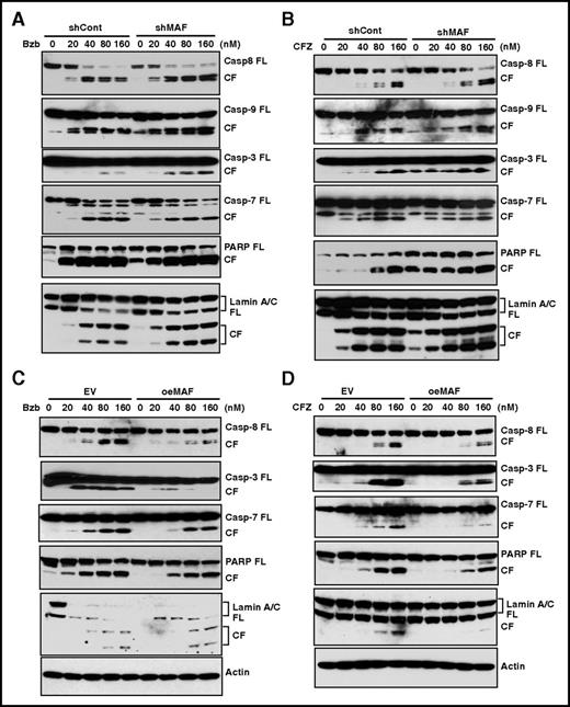Figure 7. MAF protein abrogated PI-induced activation of caspases, PARP, and lamin A/C. 8226/shMAF and shCon (A-B) or XG1OeMaf and XG1EV (C-D) cells were treated with serial concentrations of Bzb (A,C) or CFZ (B,D) for 16 hours. Cell lysates were resolved in 4% to 12% SDS-PAGE. Full-length (FL) and CFs of each indicated protein were determined by IBA using antibodies specifically recognizing FL and CFs of caspases-3, -6, -7, -8, and -9, as well as PARP and lamin A/C.