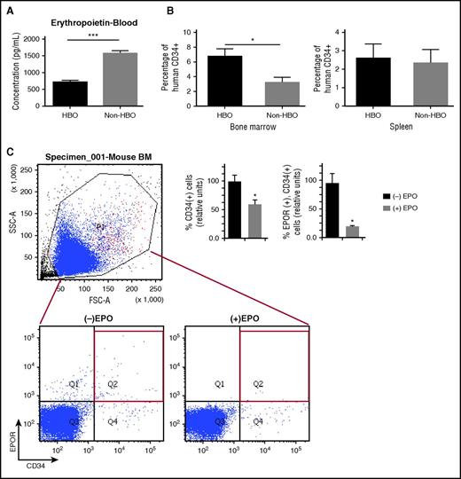 Figure 3. Transient reduction of systemic EPO levels in hosts using HBO increases BM homing of UCB CD34+ cells. (A) Serum EPO levels in pg/mL in HBO-treated mice (n = 6) and in non-HBO mice (n = 6) 3 hours after UCB CD34+ cell infusion. (B) Percent of human CD34+ cells in BM and spleen of HBO mice (n = 8) and in non-HBO mice (n = 8) 3 hours after UCB CD34+ cell infusion. (C) EPO rescue effects on UCB CD34+EPOR+ cell homing and engraftment in HBO-treated mice (n = 8). (C, left) Representative flow cytometry data showing dual expression of human CD34+ and EPOR+ in EPO-treated (n = 4) and control mice (n = 4) BM-gated populations. (C, right) Bar graph showing the relative percentage of human CD34+ (hCD34+) and separately human CD34+EPOR+ (hCD34+EPOR+) cells in BM of HBO-treated mice with either EPO treatment (+EPO) or without EPO treatment (–EPO) normalized to 100%. The data are presented as mean ± SEM. Single (*) and triple (***) asterisks indicate statistical significance.