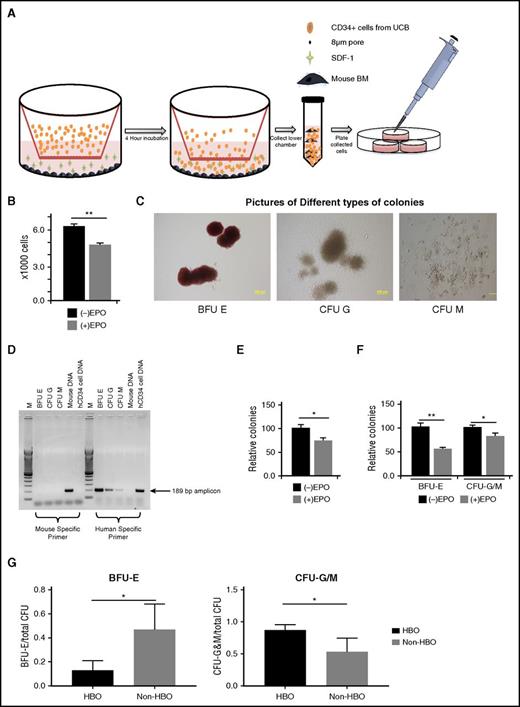Figure 4. Low EPO environment enhances myeloid differentiation of UCB CD34+ cells in vitro and in vivo. (A) Experimental design of in vitro experiment in which human UCB CD34+ cells migrate toward SDF-1 gradient in the presence of murine BM. The migrated human UCB and murine BM cells are collected and plated for CFU assay. (B) Number of migrated human UCB CD34+ cells in the presence or absence of EPO. (C) Images of types of CFU formed after plating migrated human UCB CD34+ cells and murine BM. Bright field images were taken at room temperature using an Olympus IX71 inverted microscope and Olympus DP71 camera. DP controller was used for software acquisition and Adobe Photoshop was used for image processing (scale bar represents 200 µm). (D) Genomic DNA polymerase chain reaction of 3 types of colonies appeared in methylcellulose medium confirming their human origin. (E) Relative percentage of total colonies formed in the presence of EPO compared with control conditions in the absence of EPO normalized to 100%. (F) Relative percentage of CFU-G/M and BFU-E colonies formed in the presence of EPO compared with control conditions in the absence of EPO normalized to 100%. (G) HBO, as an inducer of low EPO environment, effects on differentiation of transplanted UCB CD34+ cells. BM-isolated mononuclear cells from HBO (n = 3, done in duplicate) and non-HBO mice (n = 3, done in duplicate) 1 week after UCB CD34+ cell infusion were plated and counted. Ratio of BFU-E to total CFU and CFU-G/M to total CFU and in HBO and control mice. The asterisk (*) indicates statistical significance.