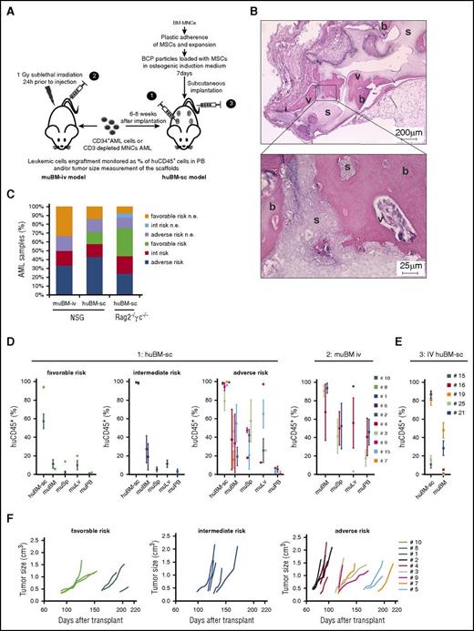 Figure 1. Overview of the mouse xenograft leukemia models. (A) Schematic representation of the generation of muBM-iv and huBM-sc models. (B) Representative hematoxylin and eosin (H&E) stain of scaffold sections 6 weeks after implantation. b, bone; s, scaffold; v, blood vessels. (C) Success rate of leukemia development in muBM-iv and huBM-sc models, expressed as percentage of AML samples from different risk groups, which engrafted or not in the 2 xenograft models. (D) Scatter plots showing engraftment of donor human CD45+ cells in different compartments of the mouse at euthanasia. Engraftment values from several mice for each AML sample are expressed as mean ± standard error of the mean (SEM). Route 1: cells were directly injected into the humanized scaffolds; route 2: cells were injected intravenously into mice without humanized scaffolds. (E) Experiment as in (D), but now cells were injected intravenously into mice carrying humanized scaffolds. (F) In vivo tumor growth rates of the biggest tumor scaffold in each mouse. Each colored line represents 1 mouse from a certain AML sample. Tumor size (cm3) was used as the end point of the experimental period. int, intermediate; muSp, murine spleen; muLv, murine liver; muPB, murine peripheral blood; n.e., no engraftment.