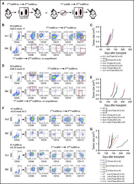 Figure 3. Assessment of the self-renewal potential of engrafting AML cells by serial transplantation of 3 AML samples. (A) Setup of secondary transplantation experiments. huCD45+ cells harvested from a scaffold or from the BM of primary huBM-sc mice were injected into the scaffolds of secondary recipient NSG mice implanted with the humanized niches 6 to 8 weeks before the transplantation of leukemic cells. (B,D,F) Representative FACS analysis of secondary recipient mice of AML #2, AML #3, and AML #1, respectively. (C,E,G) In vivo tumor growth rates of the biggest tumor scaffold in secondary transplanted mice from AML #2, AML #3, and AML #1, respectively. Each colored line represents 1 mouse, and the cell dosage and source are depicted in the corresponding legend. Tumor size (cm3) was used as the end point of the experimental period. SC, human scaffold.