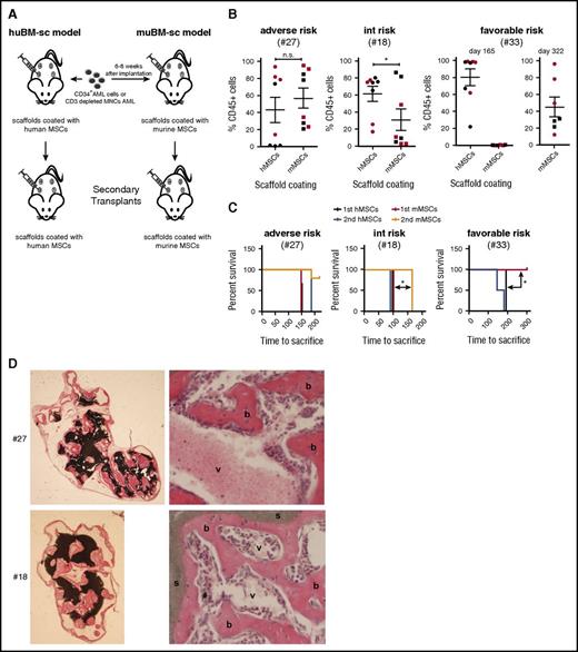 Figure 4. Assessment of the self-renewal potential of engrafting AML cells in scaffolds coated with human versus musine MSCs by serial transplantation of 3 AML samples. (A) Schematic representation of the generation of mouse models with scaffolds coated with huBM-sc vs muBM-sc. (B) Plots showing percentage of engraftment of donor human CD45+ cells in the scaffolds in huBM-sc vs muBM-sc models, using patient samples with adverse, intermediate, and favorable risk. Engraftment values from 8 scaffolds in 2 mice (mouse 1 indicated with red symbols and mouse 2 indicated with black symbols) for each AML sample are expressed as mean ± SEM. (C) For secondary transplantations, leukemic cells harvested from the scaffold of a primary huBM-sc or muBM-sc mouse were injected into the scaffolds of secondary recipient huBM-sc or muBM-sc mice. Kaplan-Meier plots are shown. Significantly better secondary engraftment for the intermediate-risk sample #18 was shown in the huBM-sc model, whereas significantly better engraftment for the favorable-risk sample (#33) was already observed in the primary transplantations. (D) Ceramic scaffold implants coated with murine MSCs generate an ectopic hematopoietic niche. H&E stains of different murine implants before inoculation with AML cells. As shown the scaffolds are covered by murine bone (b) with vascularization (v), resulting in the support of the murine hematopoiesis in Rag2−/−γc−/− mice. *P < .05. n.s., not significant.