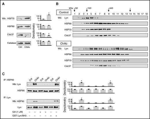 Figure 2. In ChAc red cells, increased active Lyn is present in cytosol fractions coelutes with HSP90/HSP70 chaperone components and requires active heat shock protein HSPs. (A) Western blot (Wb) analysis of HSP70, HSP90, and Cdc37 in cytosolic fractions from red cells of healthy (Crtl) and ChAc subjects. Catalase served as protein loading control. Densitometric analysis (arbitrary units) of the immunoblot bands similar to those shown are presented at right: the data are shown as means ± SD (n = 5; *P < .01 compared with healthy erythrocytes). (B) Cytosol from control or ChAc red cells was loaded onto a linear glycerol gradient (10-40%) and centrifuged 18 hours at 100 000g in an SW60Ti rotor (Beckman Coulter) at 4°C. Eighteen fractions (200 μL each) were collected from above and analyzed by immunoblotting with antibodies to Lyn, HSP90, HSP70, and Cdc37. Arrows mark the glycerol gradient molecular mass standards: glutamate dehydrogenase (62 kDa), alcohol dehydrogenase (150 kDa), apoferritin (443 kDa), and thyroglobulin (669 kDa). The experiment shown is representative of 6 such experiments, each from an individual healthy or ChAc subject. Densitometric analysis is reported in supplemental Figure 2A. Data on HSP70 are shown as supplemental Figure 2B. (C) Healthy (Ctrl, control) or ChAc red cells were treated for 30 minutes at 4°C in the absence or presence of 1 μM geldanamycin (GA) or 0.1 μM GST/SH3-Lyn, and cytosol was further subjected to immunoprecipitation by anti-HSP90 and anti-Lyn antibodies and assayed for Lyn and HSP90, respectively, by western blot analysis (see also supplemental Figure 2B for HSP70).