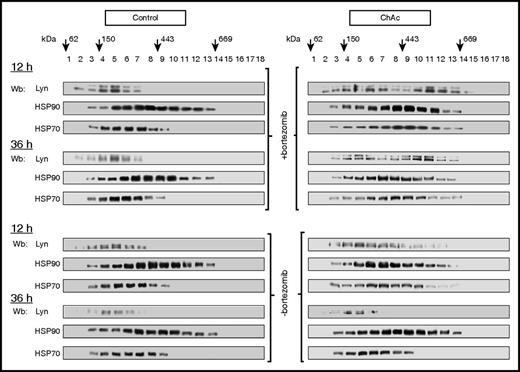Figure 3. Lyn associated with chaperone machinery is longer protected from proteasome degradation in ChAc red cells than in healthy erythrocytes. Cytosol from control or ChAc red cells were incubated in the presence (upper 4 panels) or absence of the 20S proteosome inhibitor bortezomib (20 µM; lower 4 panels) for 12 or 36 hours and subsequently subjected to the separation procedure described in Figure 2B. Steady-state patterns of high-molecular-weight complexes from healthy and chorea-acanthocytosis cells at time zero (0h) is shown in supplemental Figure 4. Eighteen gradients were collected from the top and analyzed by immunoblotting with antibodies to Lyn, HSP90, and HSP70. Arrows represent glycerol gradient molecular mass standards: glutamate dehydrogenase (62 kDa), alcohol dehydrogenase (150 kDa), apoferritin (443 kDa), and thyroglobulin (669 kDa). The experiment shown is representative of 8 such experiments, each from an individual healthy or ChAc subject. Densitometric analysis is shown in supplemental Figure 5.