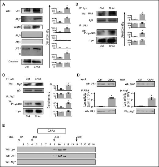 Figure 4. ChAc red cells showed accumulation of autophagy-related proteins, which associated with active Lyn. (A) Western blot (Wb) analysis of Ulk1 (Atg1), Atg7, Atg13, Atg4, Atg5, and LC3 in cytosolic fractions from red cells of healthy (Crtl) and ChAc subjects. Catalase was used as protein loading control. Densitometric analyses of the immunoblot bands similar to those shown are presented at right. Data are shown as means ± SD (n = 6; *P < .01 compared with healthy erythrocytes). (B-C) (Upper) Total Lyn was immunoprecipitated from red cell cytosol fraction of healthy (Ctrl, control) and ChAc subjects and detected with antibody to either (B) Ulk1 or (C) Atg7. (Lower) (B) Ulk1 or (C) Atg7 was immunoprecipitated from red cell cytosol fraction of healthy (Ctrl, control) and ChAc subjects and detected either with antibody to active Lyn (phospho-Lyn 396) or to total Lyn. The experiment shown is representative of 6 such experiments, each from an individual ChAc subject and each with similar results. IgG was used as loading control. Data are shown as means ± SD (n = 6; *P < .01 compared with healthy erythrocytes). (D) Immunoprecipitates containing equal amounts of Ulk1 (left) or Atg7 (right) were immunoprecipitated from red cell cytosol fraction of healthy (Ctrl, control) and ChAc subjects, and Lyn kinase activity was detected using Src-specific cdc2 peptide substrate (6-20). Data are shown as means ± SD (n = 6; *P < .01 compared with healthy erythrocytes). (E) Lyn complex from ChAc red cell cytosol was prepared as in Figure 2B, and fractions 10 to 12 were collected and resubmitted to a further centrifugation step on a glycerol gradient. Aliquots of gradient fractions underwent western blot analysis for Lyn, Ulk1, and Atg7. Arrows represent glycerol gradient molecular mass standards: glutamate dehydrogenase (62 kDa), alcohol dehydrogenase (150 kDa), apoferritin (443 kDa), and thyroglobulin (669 kDa). The experiment shown is representative of 8 such experiments, each from an individual ChAc subjects (see also supplemental Figure 5A for the effects of GA on high-molecular-weight complex formation).