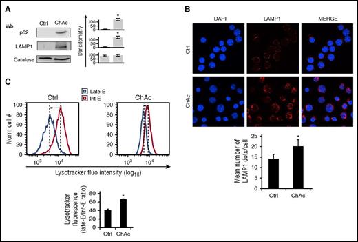 Figure 7. In late-phase erythropoiesis, ChAc erythroblasts exhibit impaired autophagy with delayed clearance of lysosomes. (A) Western blot analysis of p62 and LAMP1 in day 14 erythroblasts cultured from healthy (Crtl) and ChAc subjects. Catalase was used as protein loading control. Densitometric analysis of the immunoblot bands are presented at right with data as means ± SD (n = 6; *P < .01 compared with controls). (B) (Upper) LAMP1 immunostained cytospin preparations of day 14 erythroblasts from healthy (Crtl) and ChAc subjects counterstained with DAPI. (Lower) The puncta mean fluorescence was measured using Image J software. Data are presented as means ± SD (n = 4); *P < .05 compared with healthy cells. (C) (Upper) Flow cytometry of LysoTracker-stained day 14 erythroblasts from healthy (Crtl) and ChAc subjects (late-E, late-erythroblasts; Int-E, intermediate erythroblasts). One representative experiment of 4 separate experiments with similar results. (Lower) Data are shown as means ± SD (n = 4; *P < .05 compared with healthy cells).