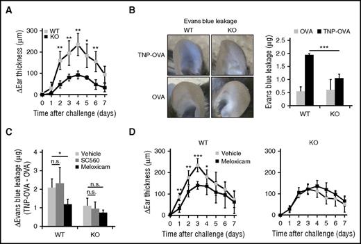 Figure 2. mMCP-11–deficient mice show ameliorated IgE-CAI response in the skin. WT and KO mice were sensitized with anti-TNP IgE and challenged with intradermal administration of TNP-OVA or control OVA in their ear skin to induce IgE-CAI. (A) Time course of ear swelling (Δear thickness: TNP-OVA − OVA) is shown (mean ± SD, n = 4 mice each). (B) Three days after the allergen challenge, mice were treated with intravenous injection of Evans blue dye, and 2 hours later their ears were subjected to photography followed by the measurement of leaked dye (mean ± SD, n = 3 or 4 ears each). (C-D) WT and KO mice were treated once a day during IgE-CAI with topical administration of SC560, meloxicam, or vehicle (ethanol) alone. In panel C, mice were subjected to the Evans blue dye leakage analysis as in panel B. Change in Evans blue dye leakage (TNP-OVA − OVA) is shown (mean ± SD, n = 3 or 4 mice each). In panel D, time course of ear swelling (Δear thickness: TNP-OVA − OVA) is shown (mean ± SD, n = 6 mice each). Data shown in panels A-D are representative of at least 3 independent experiments. *P < .05; **P < .01; ***P < .001.