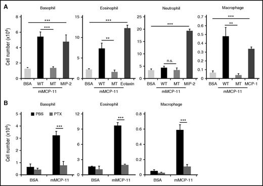 Figure 5. mMCP-11 induces leukocyte migration in vitro. The ability of mMCP-11 to induce leukocyte migration was examined by using a transwell migration assay. Indicated types of cells (5 × 105 cells) were placed in the upper chamber while WT mMCP-11, MT mMCP-11, control BSA, or the indicated chemokine was included in culture medium in the lower chamber. (A) The number of cells recovered from the lower chamber after 1.5 hours (for neutrophils) or 2 hours (for other cell types) of incubation at 37°C is shown (mean ± SD, n = 3 chambers each). (B) Indicated types of cells were pretreated with pertussis toxin (PTX, gray bars) or control PBS (black bars) for 1 hour previous to the transwell migration assay and analyzed as in panel A (mean ± SD, n = 3 chambers each). Data shown are representative of at least 3 independent experiments. **P < .01; ***P < .001.