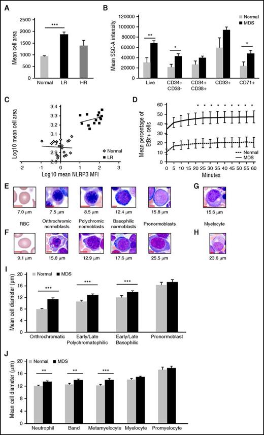 Figure 3. MDS precursors evidence cell swelling, a pyroptotic hallmark. (A) Mean cell area was quantified from confocal images of BM-MNCs from normal donors (n = 6) vs MDS patient specimens (n = 7 lower risk, n = 3 higher risk). (B) Flow cytometric analysis of mean SSC-A intensity of BM-MNCs isolated from normal donors (n = 6) or LR-MDS patients (n = 7). MDS BM-MNCs have mean cell area that is 2.0-fold greater than ungated BM-MNCs (P = .017), 2.2-fold greater than stem cells (CD34+CD38−; P = .019), 1.5-fold greater than progenitor cells (CD34+CD38+), 1.6-fold greater than immature myeloid progenitors (CD33+), and 2.0-fold greater than erythroid progenitors (CD71+; P = .038). (C) NLRP3 MFI correlates with BM-MNC area in LR-MDS patients (r = 0.49, n = 7). (D) EtBr dye incorporation in BM-MNCs from normal donors (n = 3) and MDS patients (n = 3) was measured at 5-minute intervals by flow cytometry. (E, left to right) Photomicrograph images from normal donors illustrating normal red blood cell (RBC; 7.0 μm) followed by normal erythroid lineage maturation of nucleated BM precursors with corresponding cell diameter. (F) Corresponding images from MDS BM aspirates, demonstrating an oval macrocyte (RBC, 9.1 μm) followed by dysplastic and megaloblastic erythroid lineage maturation. (G) Normal myelocyte. (H) Enlarged dysplastic myelocyte with mild hypogranulation in MDS. (I-J) Erythroid (I) and myeloid (J) lineage maturation comparison of mean cell diameter in BM of normal donors (n = 4) vs MDS patients (n = 4). Maturation is depicted as most to least mature cell populations from left to right. Error bars represent SE. *P < .05, ** P < .01, and ***P < .001.