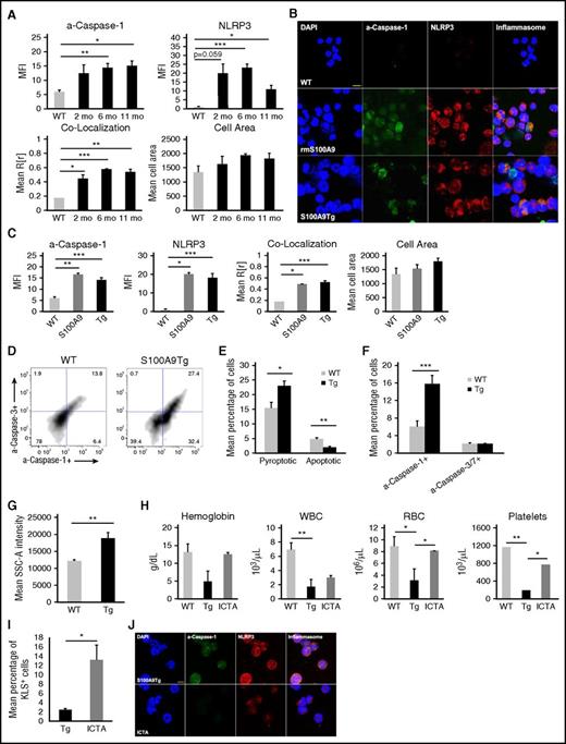 Figure 5. Pyroptosis is the principal mechanism of HSPC death in S100A9Tg mice. (A) Confocal image analysis of BM cells isolated from WT (n = 2), 2-month-old (n = 4), 6-month-old (n = 5), and 11-month-old (n = 4) S100A9Tg mice. (B) Representative micrograph (original magnification ×2520, 7.5 µm scale) depicting inflammasome formation in BM cells from WT cells, WT cells treated for 24 hours with 5 µg/mL rmS100A9, and BM cells from S100A9Tg mice (DAPI, blue; a–caspase-1, green; and NLRP3, red; merged images show inflammasome formation). (C) Quantitative analysis of confocal images of BM cells isolated from WT mice (n = 2), WT BM cells treated for 24 hours with 5 µg/mL rmS100A9 (n = 2), or BM cells from S100A9Tg mice (n = 13). (D) Representative scatterplots of pyroptotic and apoptotic KLS cells isolated from WT and transgenic mice. (E) Mean percentage of pyroptotic vs apoptotic KLS cells in WT (n = 6) and S100A9Tg mice (n = 6). (F) Mean percentage of total a–caspase-1+ and a–caspase-3/7+ KLS cells isolated from WT (n = 6) and S100A9Tg mice (n = 6). (G) Flow cytometric analysis of mean SSC-A intensity of BM cells isolated from WT (n = 6) and S100A9Tg mice (n = 6) (P = 1.0 × 10−2). (H) At 6 months of age, S100A9Tg mice were treated with 50 mg/kg ICTA. Shown are changes in hemoglobin, white blood cell (WBC), RBC, and platelet counts in WT (n = 4), S100A9Tg (n = 5), and ICTA-treated S100A9Tg mice (n = 5). (I) Mean percentage of KLS+ HSPCs in untreated vs ICTA-treated S100A9Tg mice. (J) Representative micrograph (original magnification ×2520, 7.5 µm scale) depicting inflammasome formation in BM cells harvested from untreated S100A9Tg mice or mice treated with ICTA by oral gavage for a total of 8 weeks (DAPI, blue; a–caspase-1, green; and NLRP3, red; merged images show inflammasome formation). Error bars represent SE. *P < .05, ** P < .01, and ***P < .001. See also supplemental Figure 3.