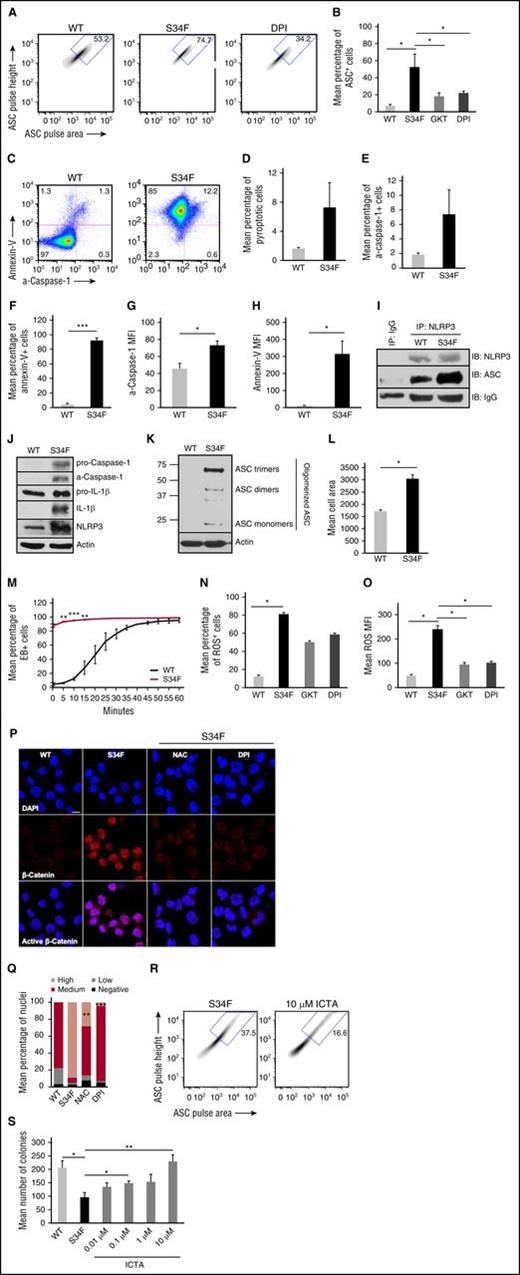 Figure 7. U2AF1 mutations manifest in MDS provoke pyroptosis and induce NOX-dependent activation of β-catenin. (A) Representative density plot of inflammasome formation based on ASC oligomerization. (B) Quantitation of ASC in WT, S34F, and S34F cells treated with DPI for 24 hours. (C) Representative scatter plots of pyroptotic cells by flow cytometry. (D) Mean percentage of pyroptotic cells in mutant and WT cells. (E-H) Mean percentage of total (E) a–caspase-1+ and (F) annexin V+ cells, as well as the MFI of (G) a–caspase-1 and (H) annexin V assessed by flow cytometry. (I) Binding of ASC to NLRP3 (IP of NLRP3, IB of NLRP3 and ASC). (J) Western blot of cleaved caspase-1 and IL-1β maturation. (K) Immunoblot of ASC monomers and higher-order ASC complexes following chemical crosslinking of cell lysates. (L) Mean cell area quantitated from confocal images. (M) Incorporation of EtBr measured by flow cytometry at 5-minute intervals. (N-O) Mean percentage of (N) ROS positive cells and (O) ROS MFI assessed by flow cytometry. (P) Representative micrograph (original magnification ×1890, 10 µm scale) of β-catenin expression in U2AF1 WT, S34F-expressing, or S34F-expressing cells treated with NAC or DPI for 24 hours prior to staining (DAPI, blue; and β-catenin, red; merged images show nuclear β-catenin localization). (Q) Quantitation and scoring of confocal images based on the presence of no, low, medium, or high nuclear β-catenin. (R) Representative density plot of inflammasome formation based on ASC oligomerization in S34F cells treated with 10 µM ICTA. (S) CFC assessed in WT, S34F, and S34F cells treated with increasing concentrations of ICTA (0.01-10 µM). The mean number of colonies is representative of 4 replicates per condition. Error bars represent SE. *P < .05, ** P < .01, and ***P < .001. Data are representative of 3 independent experiments. See also supplemental Figures 4-7.