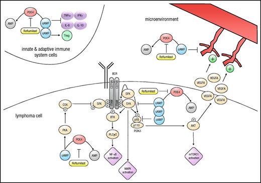 Figure 1. The cyclic-AMP/PDE4B axis in the lymphoma cell and its microenvironment. Antigen binding activates the BCR, a process initiated by phosphorylation of the immunoreceptor tyrosine-based activation motifs (ITAMs) on CD79A and CD79B, and amplified by a cascade of events that involve multiple protein and lipid kinases. These “upstream” events culminate in the activation of downstream, prosurvival, signaling pathways, including among others NF-κB, MAPK, and the AKT/mTOR complex 1 (mTORC1).42,43 Cyclic-AMP (cAMP) downmodulates this positive signaling wave by suppressing SYK and PI3Kδ activity.6,7 cAMP may also use its effector PKA to activate CSK, which inhibits SFKs via C-terminal phosphorylation. Decreased SFK activity may directly, or via SYK, limit p85 phosphorylation and thus PI3K function.15 This PKA-CSK-SFK interplay has been demonstrated in T lymphocytes and endothelial cells, but not yet in normal and malignant B cells.21,31 In B-cell lymphoma and related malignancies, the inhibitory effects of cAMP are abrogated by PDE4, which hydrolyzes this second messenger to the inactive adenosine monophosphate (AMP), thus sustaining BCR activity and defining a prosurvival profile.5-8,16 Downstream to PI3K/AKT, the cAMP/PDE4 axis also impinges on the lymphoma microenvironment. In B-cell lymphomas with high PDE4B levels, cAMP is hydrolyzed to AMP, resulting in higher AKT-driven VEGFA expression in the tumor cell, excessive secretion in the tumor milieu, and enhanced angiogenesis.9 cAMP, in a PDE4-dependent manner, also suppresses the survival and proliferation of endothelial cells,28 downmodulates the secretion of various proinflammatory cytokines, and increases the number of Tregs.51-54 The PDE4 inhibitor roflumilast abrogates cAMP hydrolysis, elevates the intracellular levels of this second messenger, and restores its suppressive effects in the lymphoma cell and the microenvironment. PLC, phospholipase C; TNF, tumor necrosis factor.