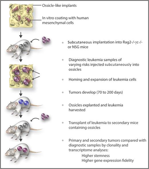 Steps for improved outgrowth and maintenance of the genetic signature of human diagnostic leukemia samples in humanized “ossicles,” which mimic the natural niche in vivo. Immune-deficient mice were implanted subcutaneously with calcified scaffolds previously seeded with human MSCs. Six to 8 weeks later, diagnostic leukemia cells (CD34+ purified or T cell–depleted) were injected. Tumors were explanted and leukemia cells transferred to ossicles in secondary recipients. This technique was shown to result in a better engraftment rate of leukemia samples with favorable risks than the traditionally used IV administration technique. In addition, the self-renewal and genetic profile of the original leukemia was better maintained. Professional illustration by Somersault18:24.