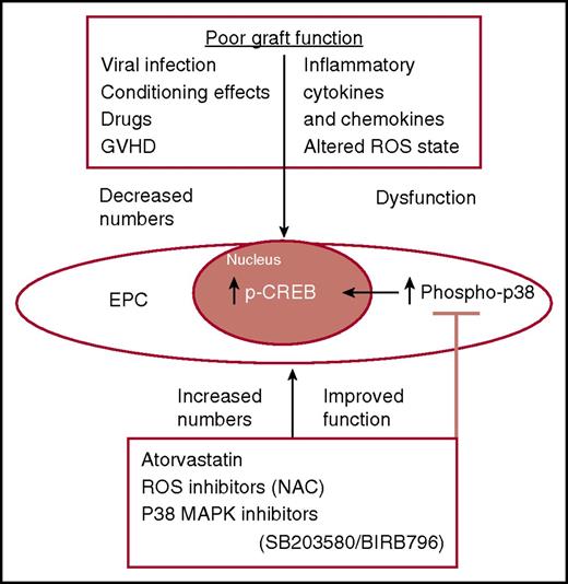 In states which lead to PGF, EPCs are decreased in number and function associated with increased expression of phospho-p38 and its downstream mediator, phospho-CREB (p-CREB). Atorvastatin, ROS inhibitors, and p38 MAPK inhibitors are able to improve number and function of EPCs through suppression of phospho-p38. NAC, N-acetylcysteine.