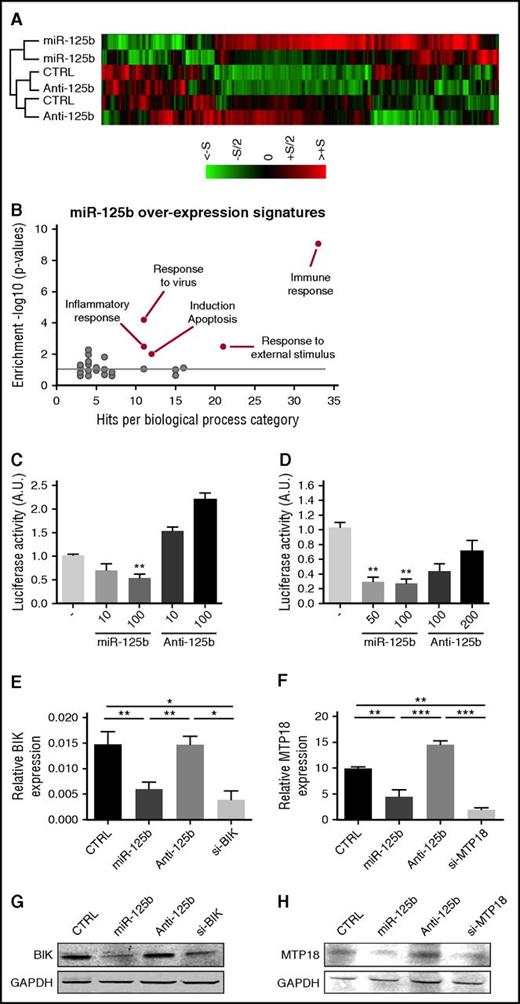 Figure 1. miR-125b represses the expression of BIK and MTP18. (A) Transcriptomic analysis of miR-125b-overexpressing THP-1 cells (miR-125b) as compared with negative control miRNA-precursor-transfected cells (CTRL) and miR-125b-antagomir-transfected cells (Anti-125b). Hierarchical clustering of the 419 genes with P < .05 and fold change of at least 1.5 was generated from 2 independent experiments (S = 2). (B) Analysis of differentially expressed genes in miR-125b-overexpressing THP-1 cells vs negative controls using the functional annotation of the Database for Annotation, Visualization, and Integrated Discovery, National Institute of Allergy and Infectious Diseases. (C-D) Luciferase activity levels upon cotransfection of HEK293 cells with a luciferase construct (50 ng) containing 3′UTR of BIK (C) or MTP18 (D) together with control miRNA, miR-125b mimics, or antagomir (n = 3). The results are shown 48 hours after transfection and expressed as mean ± SD. Data are representative of 2 independent experiments. **P < .01 compared with control condition. (E-H) mRNA (E-F) and protein (G-H) levels of BIK (E,G) and MTP18 (F,H) in THP-1 cells transfected with control miRNA (CTRL), miR-125b mimics (miR-125b), miR-125b antagomir (Anti-125b), or siRNA targeting human BIK (si-BIK) or MTP18 (si-MTP18) (50 nM). Results are expressed as mean ± SD of 4 independent experiments. *P < .05; **P < .01; ***P < .001. A.U., arbitrary units; SD, standard deviation.