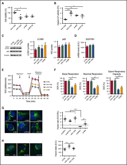 Figure 2. miR-125b modulates mitochondrial metabolism and dynamics through BIK and MTP18 silencing, respectively. THP-1 cells were transfected with si-DRP1, si-MPT18, si-MFN1, si-BIK, control miRNA (CTRL), miR-125b mimics (miR-125b), or miR-125b antagomir (Anti-125b) and analyzed 48 hours later. (A-B) Cell apoptosis was assessed by measuring cell viability and caspase 3/7 activity. The data are presented as percentage (A) or a fold change (FC) (B) of the cell transfected with control miRNA. Data represent mean ± SD of 4 independent experiments. (C-D) Autophagy was monitored using LC3/p62 immunoblotting to track the conversion of LC3-I into LC3-II and the expression of p62 for autophagic activity. Representative western blot of LC3-I/LC3-II, p62, and β-actin is shown (left), and quantitative analysis of LC3-II and p62 are plotted as mean ± SD of 3 exposures of 2 independent experiments (center and right) (C). Quantification of SQSTM1 mRNA (D) was performed using quantitative reverse transcription polymerase chain reaction. Data represent 2 technical independent experiments. (E) The OCR was measured in real time under basal conditions: oligomycin, ATP-synthetase-inhibited rate; FCCP, uncoupled rate; and rotenone + antimycin A, inhibited rate. The OCR was normalized by number of cells in each condition (n = 6 per group). (F) Representative graphs of quantification of various parameters of mitochondrial respiratory profiles, presented as mean ± SD of 4 independent experiments. (G-H) Monitoring of mitochondrial fusion and fission in cells stained with anti-TOM20 antibodies (n = 8). Representative images of mitochondria stained with TOM20 (left; bars represent 10 μm) and quantification of fluorescence using Cellomics ArrayScan VTi platform (right; n = 20 per experimental replicate) are shown. Results are expressed as mean ± SD. *P < .05; **P < .01; ***P < .001.